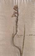 Johann Wolfgang von Goethe Herbarium sheet oil on canvas